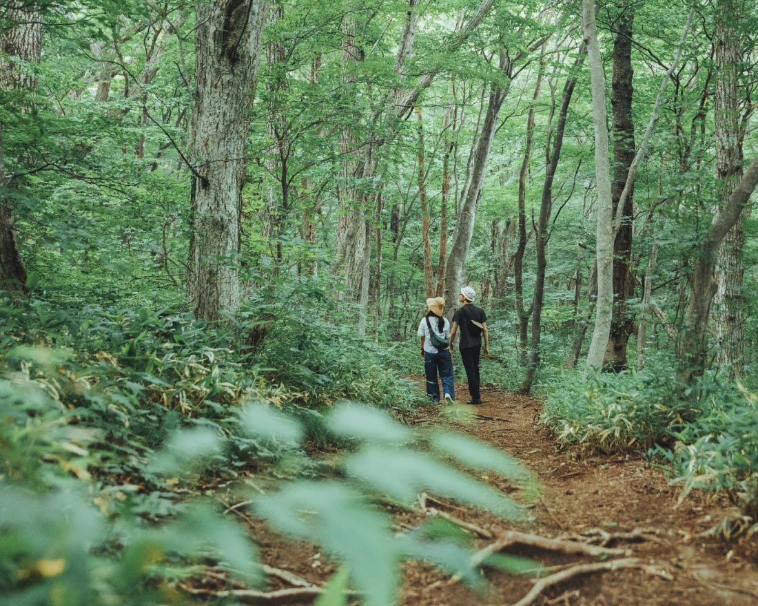 Explore the forest where discoveries await.